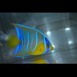 画像1: 『Good Blue』カリブ産クイーンエンゼル±6.5cm (1)