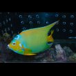画像6: 『Good Blue』カリブ産クイーンエンゼル±19.5cm (6)