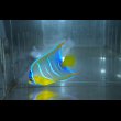 画像6: 『Good Blue』カリブ産クイーンエンゼル±6.5cm (6)