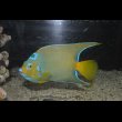 画像8: 『Good Blue』カリブ産クイーンエンゼル±19.5cm (8)
