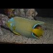 画像4: 『Good Blue』カリブ産クイーンエンゼル±19.5cm (4)