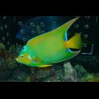 画像2: 『Good Blue』カリブ産クイーンエンゼル±19.5cm (2)