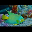 画像1: 『Good Blue』カリブ産クイーンエンゼル±19.5cm (1)