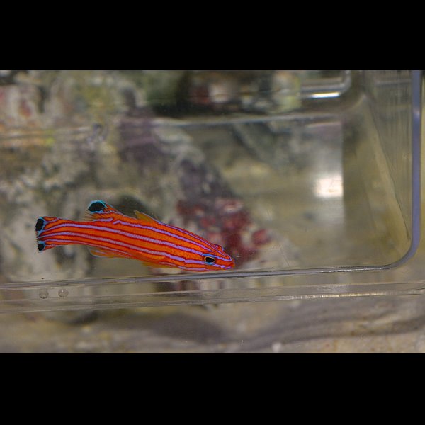 画像1: キャンディバスレット±4.5cm (1)