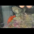 画像2: キャンディバスレット±4.5cm (2)