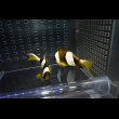 画像3: マダガスカルクラウンPair±10/6.5cm (3)