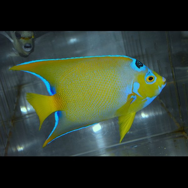 画像1: ベリーズクイーンエンゼル±14cm (1)