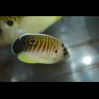 画像5: タイガーエンゼル幼魚±5cm (5)