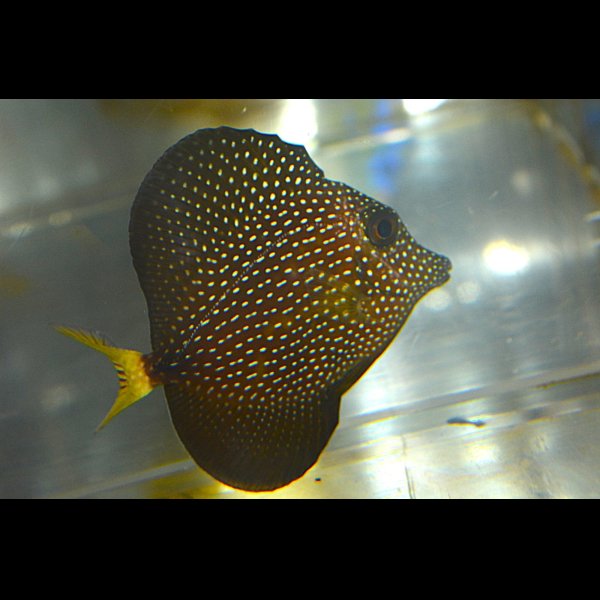 画像1: ジェムタン±8cm (1)