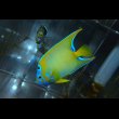 画像5: ベリーズクイーンエンゼル±13cm (5)
