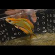 画像2: マダガスカルフラッシャーラス♂±10cm (2)