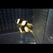 画像6: マダガスカルクラウンPair±10/6.5cm (6)