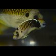 画像4: タイガーエンゼル幼魚±5cm (4)