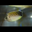 画像2: タイガーエンゼル幼魚±5cm (2)