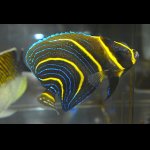 画像: 期間限定！コルテツエンゼル±9.5cm