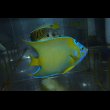 画像3: ベリーズクイーンエンゼル±13cm (3)