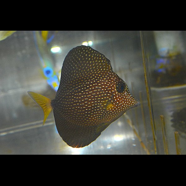 画像1: ジェムタン±8.5cm (1)
