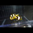 画像5: マダガスカルクラウンPair±10/6.5cm (5)