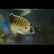 画像7: タイガーエンゼル幼魚±5cm (7)