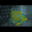 画像5: ベリーズクイーンエンゼル±18.5cm (5)