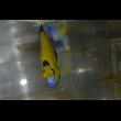 画像6: ゴールドフレーク±10cm (6)