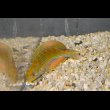 画像5: マダガスカルフラッシャーラス♂±9.5cm (5)
