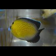 画像6: ゴールドフレーク±7.5cm (6)