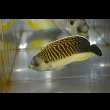 画像4: タイガーエンゼル±12cm (4)