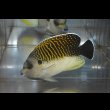 画像2: タイガーエンゼル±12cm (2)