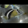 画像3: グリフィスエンゼル±10.5cm (3)