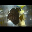 画像4: ジェムタン±7.5cm (4)