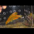 画像3: マダガスカルフラッシャーラス♂±9.5cm (3)