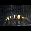 画像1: マダガスカルクラウンPair±10/6.5cm (1)