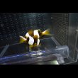 画像4: マダガスカルクラウンPair±10/6.5cm (4)