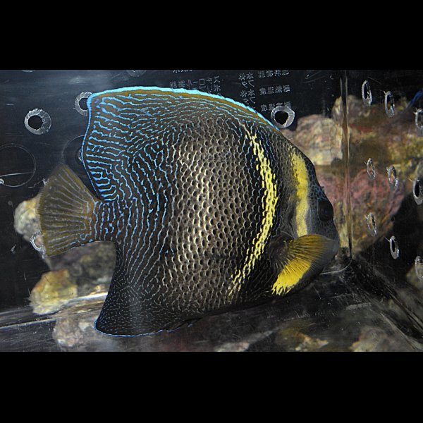 画像3: コルテツエンゼル±16.5cm (3)