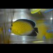 画像2: ゴールドフレーク±7.5cm (2)