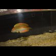 画像5: マダガスカルフラッシャーラス♂±10cm (5)