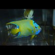 画像1: ベリーズクイーンエンゼル±13cm (1)