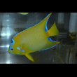画像2: ベリーズクイーンエンゼル±15cm (2)