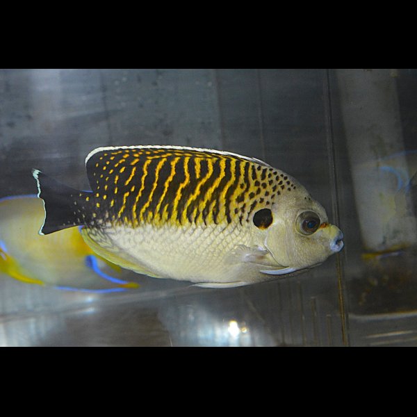 画像1: タイガーエンゼル±13.5cm (1)