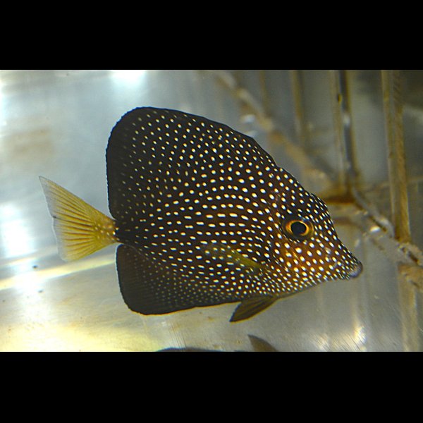 画像1: ジェムタン±7.5cm (1)