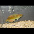 画像1: マダガスカルフラッシャーラス♂±9.5cm (1)