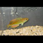 画像: マダガスカルフラッシャーラス♂±9.5cm