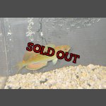 画像: 期間限定！マダガスカルフラッシャーラス♂±9.5cm