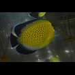 画像7: ゴールドフレーク±10cm (7)