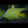 画像4: ベリーズクイーンエンゼル±15cm (4)
