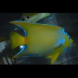 画像5: ベリーズクイーンエンゼル±14cm (5)