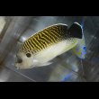 画像2: タイガーエンゼル±13.5cm (2)