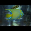 画像4: ベリーズクイーンエンゼル±13cm (4)