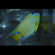 画像6: ベリーズクイーンエンゼル±13.5cm (6)